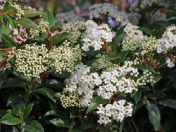 Lorbeer-Schneeball 'Gwenllian', 30-40 cm, Viburnum tinus 'Gwenllian', Containerware