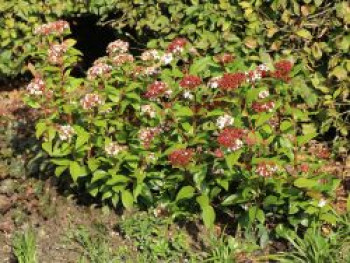 Lorbeer-Schneeball &#8218;Spirit&#8216;, 30-40 cm, Viburnum tinus &#8218;Spirit&#8216;, Containerware