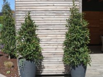 Echter Lorbeer, 100-125 cm, Laurus nobilis, Containerware