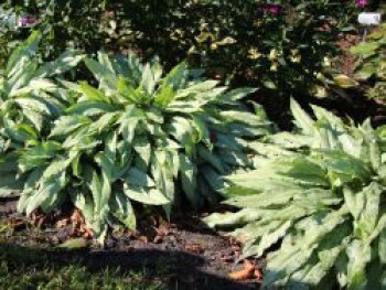 Großgeflecktes Lungenkraut &#8218;Silver Bouquet&#8216; ®, Pulmonaria saccharata &#8218;Silver Bouquet&#8216; ®, Topfware