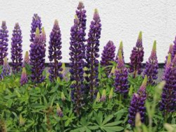 Lupine 'Camelot Blue' ®, Lupinus polyphyllus 'Camelot Blue' ®, Topfware