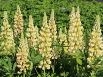 Lupine &#8218;Camelot Yellow&#8216; ®, Lupinus polyphyllus &#8218;Camelot Yellow&#8216; ®, Topfware