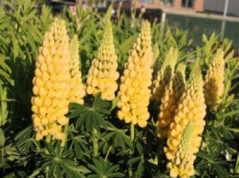 Lupine &#8218;Desert Sun&#8216;, Lupinus polyphyllus &#8218;Desert Sun&#8216;, Topfware