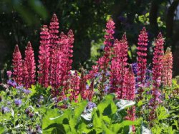 Lupine &#8218;Edelknabe&#8216;, Lupinus polyphyllus &#8218;Edelknabe&#8216;, Topfware