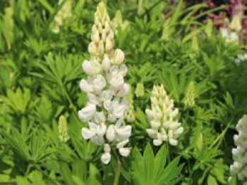 Lupine &#8218;Fräulein&#8216;, Lupinus polyphyllus &#8218;Fräulein&#8216;, Topfware