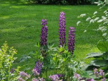 Lupine 'Gallery Blue Shades', Lupinus polyphyllus 'Gallery Blue Shades', Containerware
