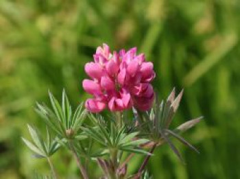 Lupine 'Gallery Pink', Lupinus polyphyllus 'Gallery Pink', Topfware
