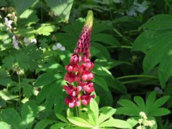 Lupine 'Gallery Red Shades', Lupinus polyphyllus 'Gallery Red Shades', Topfware