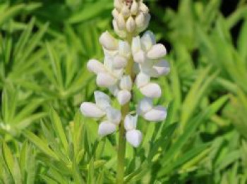 Lupine 'Gallery White Shades', Lupinus polyphyllus 'Gallery White Shades', Topfware