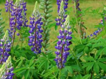 Lupine &#8218;Kastellan&#8216;, Lupinus polyphyllus &#8218;Kastellan&#8216;, Topfware