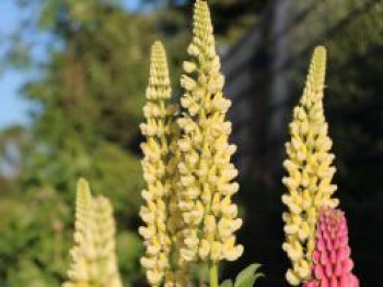 Lupine &#8218;Kronleuchter&#8216;, Lupinus polyphyllus &#8218;Kronleuchter&#8216;, Topfware