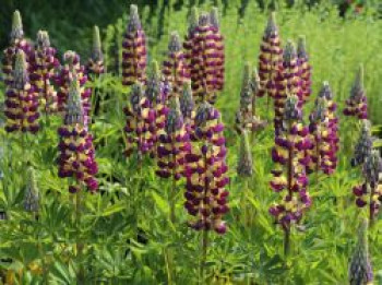 Lupine &#8218;Manhattan Lights&#8216; ®, Lupinus polyphyllus &#8218;Manhattan Lights&#8216; ®, Topfware