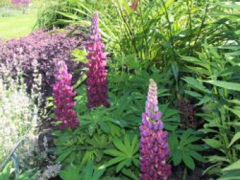 Lupine &#8218;Masterpiece&#8216; ®, Lupinus polyphyllus &#8218;Masterpiece&#8216; ®, Topfware