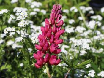 Lupine &#8218;Mein Schloss&#8216;, Lupinus polyphyllus &#8218;Mein Schloss&#8216;, Topfware