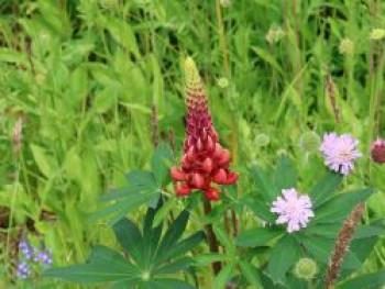 Lupine &#8218;My Castle&#8216;, Lupinus polyphyllus &#8218;My Castle&#8216;, Topfware