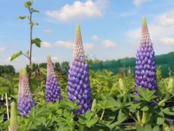 Lupine &#8218;Persian Slipper&#8216;, Lupinus polyphyllus &#8218;Persian Slipper&#8216;, Topfware