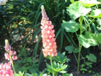 Lupine Westcounty-Serie &#8218;Salmon Star&#8216;, Lupinus polyphyllus Westcounty-Serie &#8218;Salmon Star&#8216;, Topfware