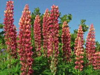 Lupine &#8218;Schlossfrau&#8216; / &#8218;Chatelaine&#8216;, Lupinus polyphyllus &#8218;Schlossfrau&#8216; / &#8218;Chatelaine&#8216;, Topfware