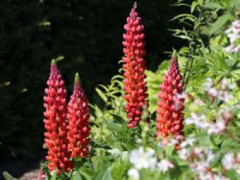 Lupine &#8218;Towering Inferno&#8216;, Lupinus polyphyllus &#8218;Towering Inferno&#8216; ®, Topfware