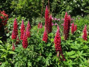 Lupine Westcountry-Serie &#8218;Beefeater&#8216; ®, Lupinus polyphyllus Westcountry-Serie &#8218;Beefeater&#8216; ®, Topfware