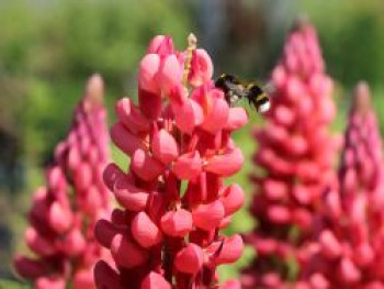 Lupine Westcountry-Serie &#8218;Red Rum&#8216; ®, Lupinus polyphyllus Westcountry-Serie &#8218;Red Rum&#8216; ®, Topfware