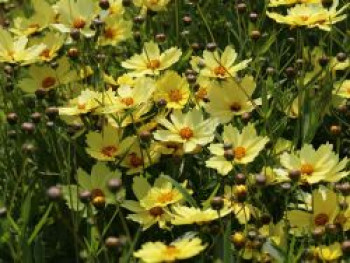 Mädchenauge &#8218;Full Moon&#8216;, Coreopsis grandiflora &#8218;Full Moon&#8216;, Topfware