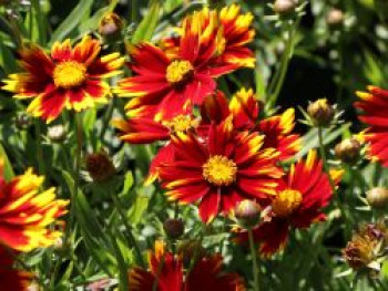 Mädchenauge 'Li'L Bang Daybreak', Coreopsis x cultorum Li'L Bang 'Daybreak', Containerware