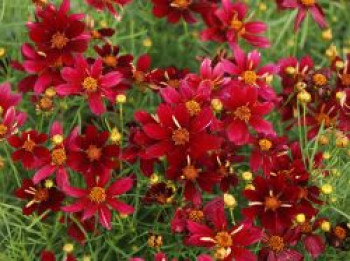 Mädchenauge &#8218;Red Satin&#8216;, Coreopsis verticillata &#8218;Red Satin&#8216;, Topfware