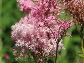 Mädesüß 'Venusta', Filipendula rubra 'Venusta', Topfware