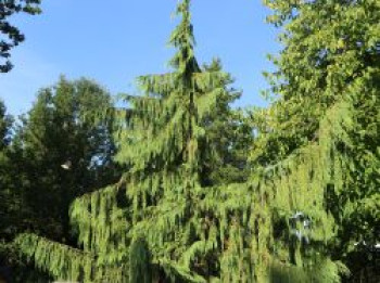 Mähnen-Nutkazypresse 'Pendula', 30-40 cm, Chamaecyparis nootkatensis 'Pendula', Containerware