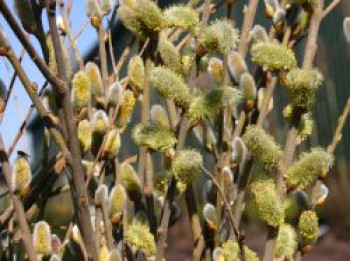 Männliche Salweide 'Mas', 100-150 cm, Salix caprea 'Mas', Containerware