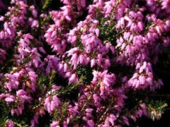 Märzenheide &#8218;March Seedling&#8216;, 10-15 cm, Erica carnea &#8218;March Seedling&#8216;, Topfware