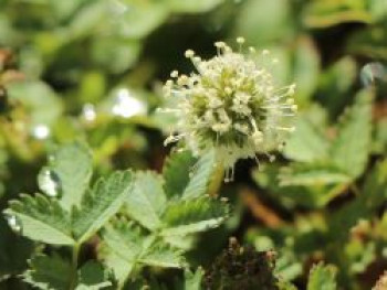 Magellan-Stachelnüsschen, Acaena magellanica, Topfware