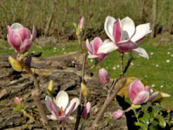 Magnolia 'Satisfaction' ®, 40-60 cm, Containerware