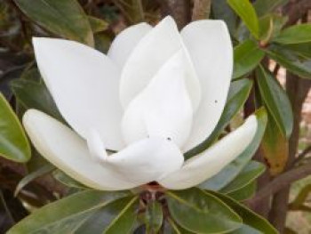 Magnolie 'Alta', 30-40 cm, Magnolia grandiflora 'Alta', Containerware