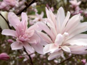 Magnolie 'Chrysanthemumiflora', 30-40 cm, Magnolia stellata 'Chrysanthemumiflora', Containerware