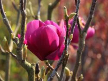 Magnolie &#8218;Cleopatra&#8216;, 40-60 cm, Magnolia &#8218;Cleopatra&#8216;, Containerware