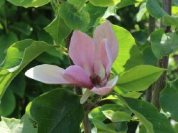 Magnolie 'Eva Maria', 60-80 cm, Magnolia x brooklynensis 'Eva Maria', Containerware