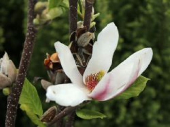 Magnolie &#8218;Fragrant Cloud&#8216;, 40-60 cm, Magnolia &#8218;Fragrant Cloud&#8216;, Containerware