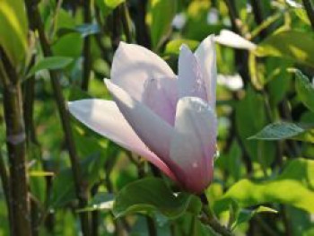 Magnolie 'Heaven Scent', 100-125 cm, Magnolia x soulangiana 'Heaven Scent', Containerware