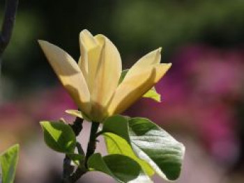 Magnolie &#8218;Judy Zuk&#8216;, 80-100 cm, Magnolia &#8218;Judy Zuk&#8216;, Containerware