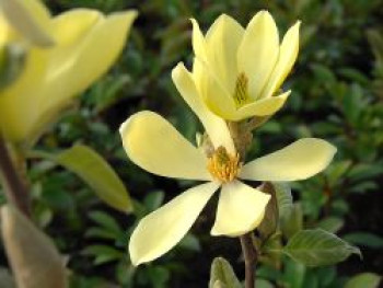 Magnolie &#8218;Maxine Merrill&#8216;, 40-60 cm, Magnolia &#8218;Maxine Merrill&#8216;, Containerware