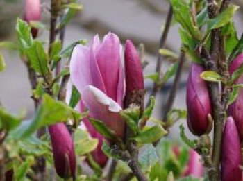 Magnolie 'Oriental Night', 60-80 cm, Magnolia 'Oriental Night', Containerware