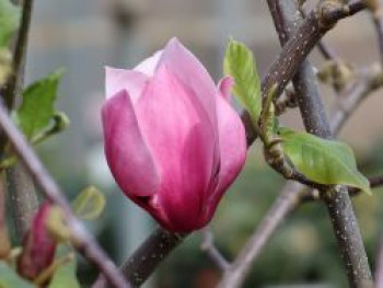 Magnolie 'Red as Red', 80-100 cm, Magnolia 'Red as Red', Containerware