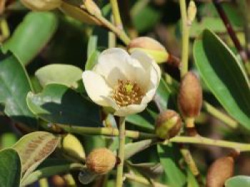 Magnolie 'Vanilla Pearls', 40-60 cm, Magnolia laevifolia 'Vanilla Pearls', Containerware