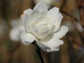 Magnolie &#8218;White Rose&#8216;, 40-60 cm, Magnolia x loebneri &#8218;White Rose&#8216;, Containerware