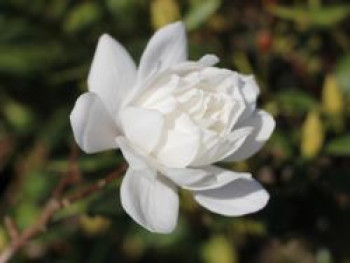 Magnolie 'Wildcat', 30-40 cm, Magnolia x loebneri 'Wildcat', Containerware