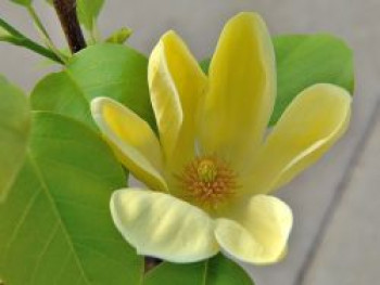 Magnolie &#8218;Yellow Bird&#8216;, 40-60 cm, Magnolia &#8218;Yellow Bird&#8216;, Containerware