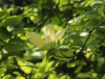 Magnolie 'Yellow Lantern', 40-60 cm, Magnolia 'Yellow Lantern', Containerware