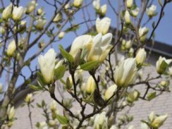 Magnolie 'Yellow River', 40-60 cm, Magnolia 'Yellow River', Containerware